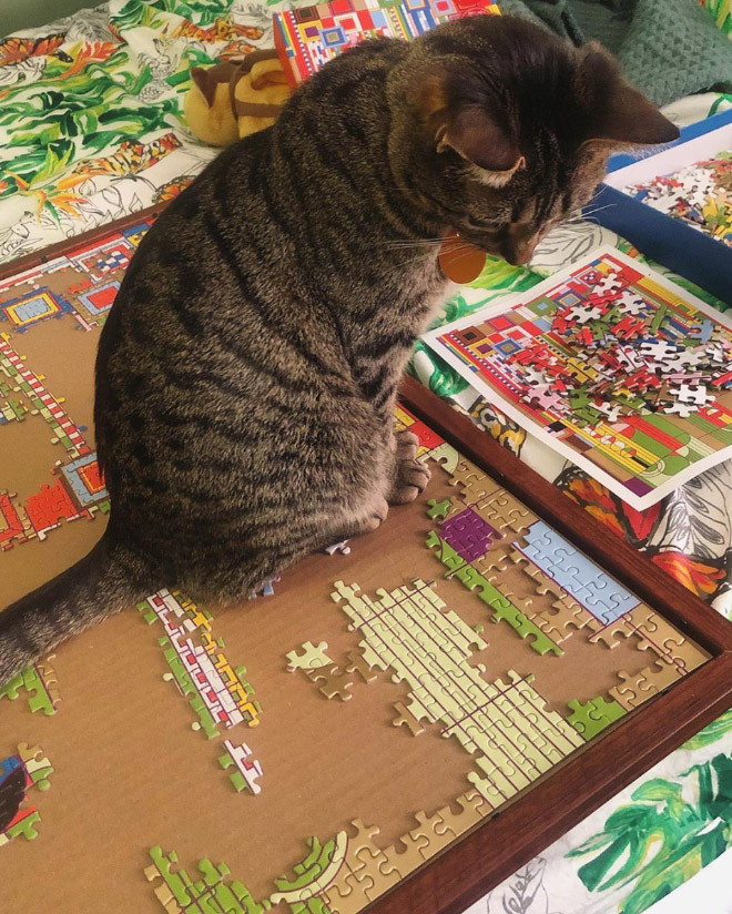 Cat helping to solve a puzzle.