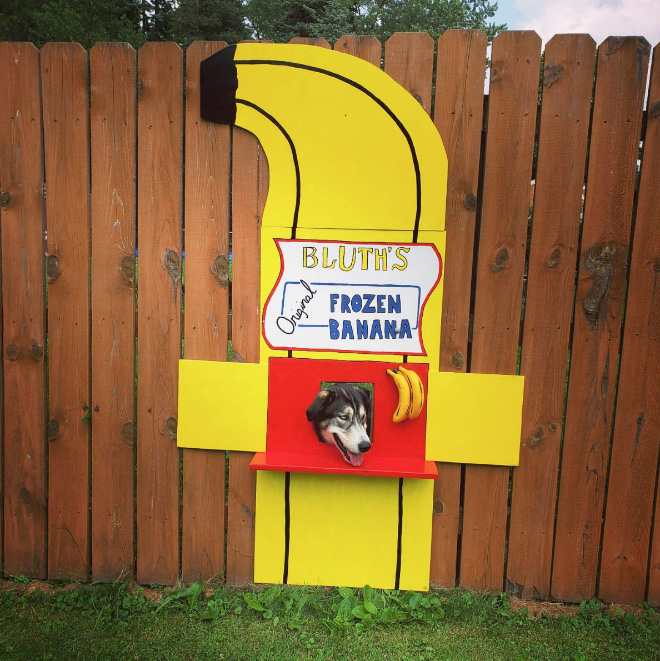 Funny fence window for dogs.