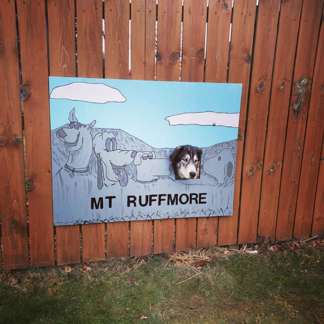 Funny fence window for dogs.