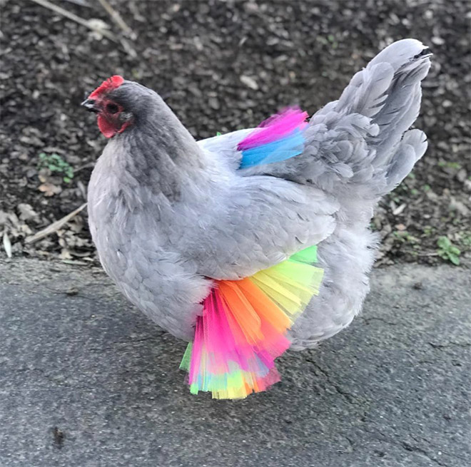 Fashionable chicken wearing a tutu.