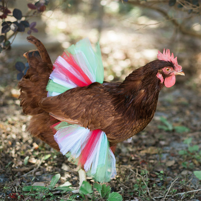 Fashionable chicken wearing a tutu.