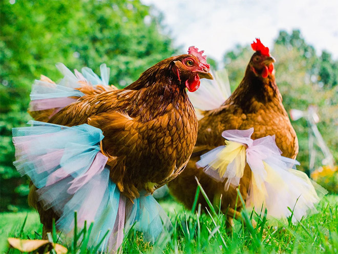 Chickens in tutus.