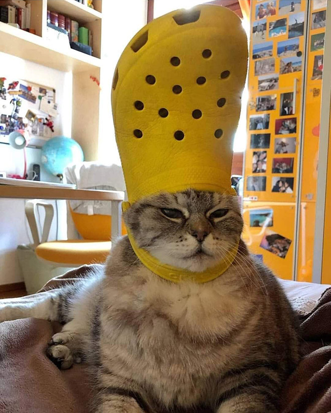 Crocs hat will turn your pet into the pope.