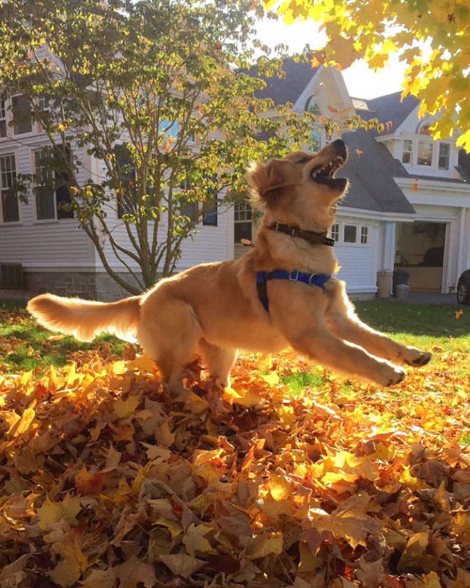 Derpy dog having fun in Autumn leaves.