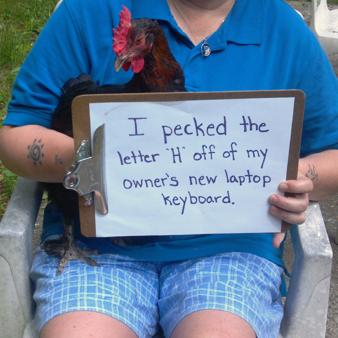 Shaming chickens is fun.