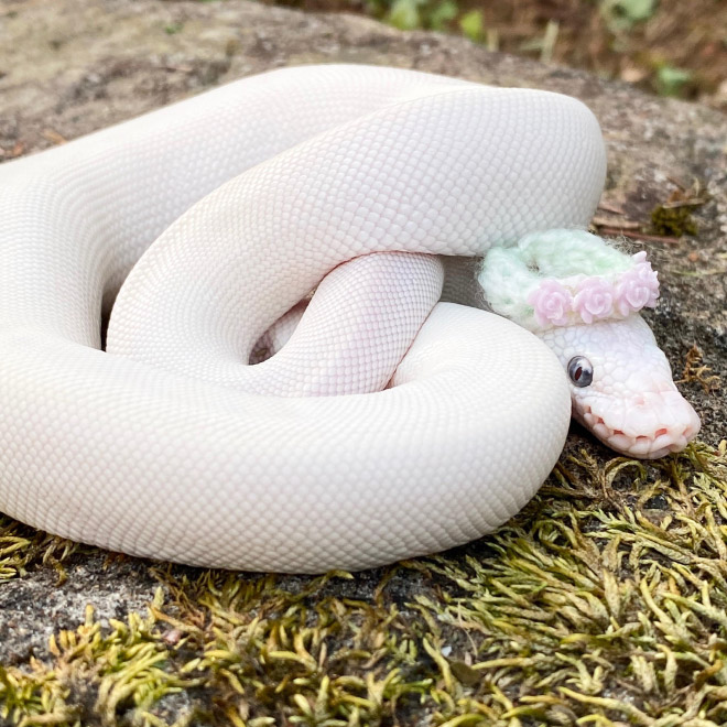 Just a photo of snake wearing a tiny hat.