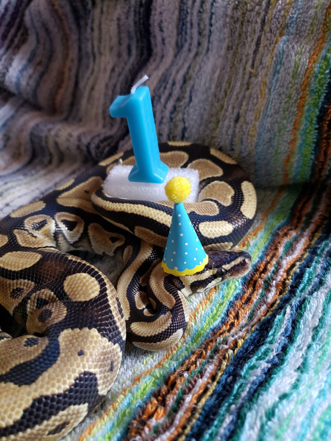 Just a photo of snake wearing a tiny hat.