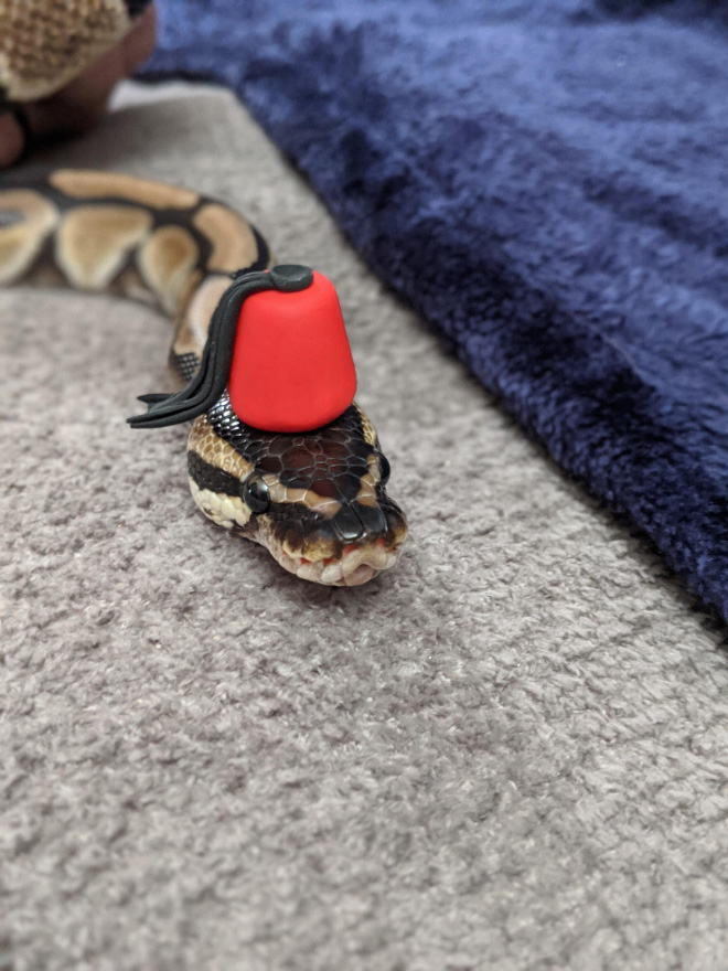 Just a photo of snake wearing a tiny hat.