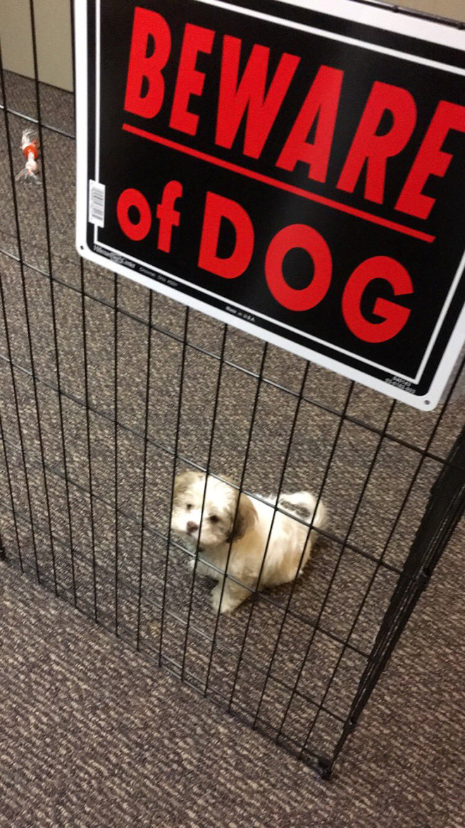 Beware of this dangerous guard dog!
