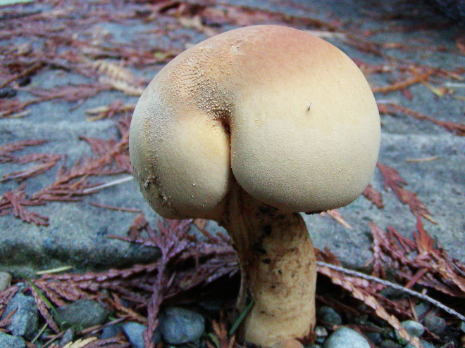 Mushroom butt!
