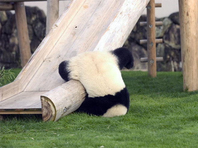 Pandas... There's a reason why they're endangered.