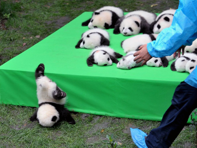 Pandas... There's a reason why they're endangered.