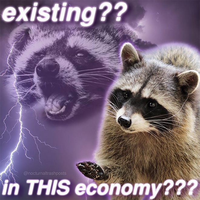 Raccoon memes are the best memes.