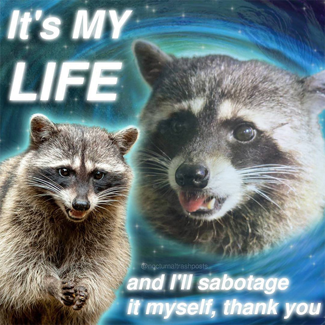 Raccoon memes are the best memes.