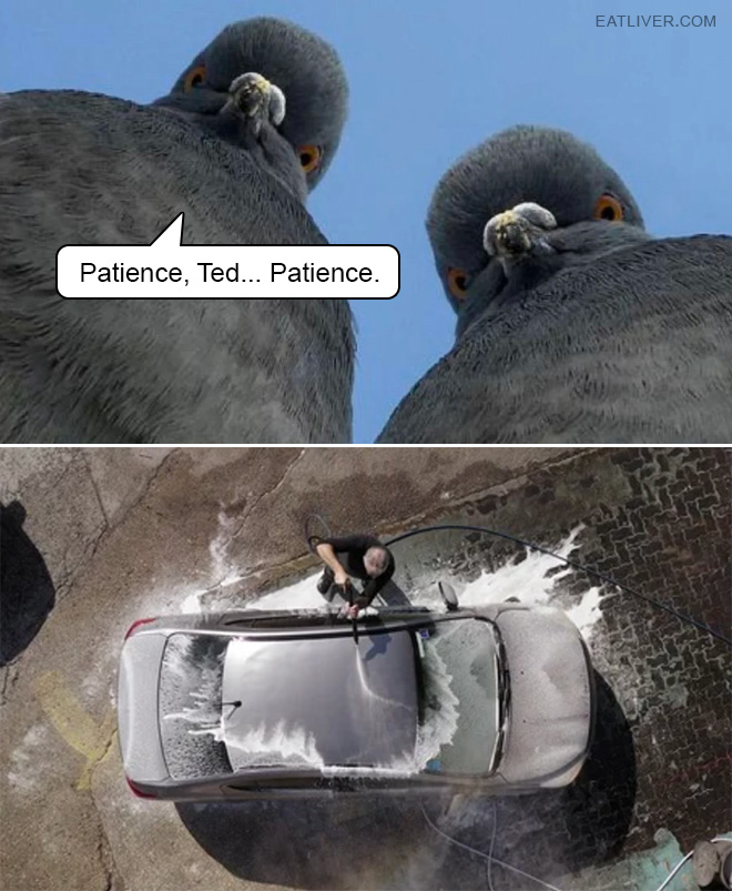 Do you really think that pigeons are pooping on your car by accident? Don't be naive.