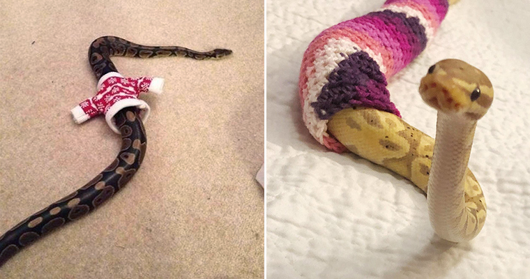 Snakes Wearing Sweaters: A Weird Trend Among Snake Owners