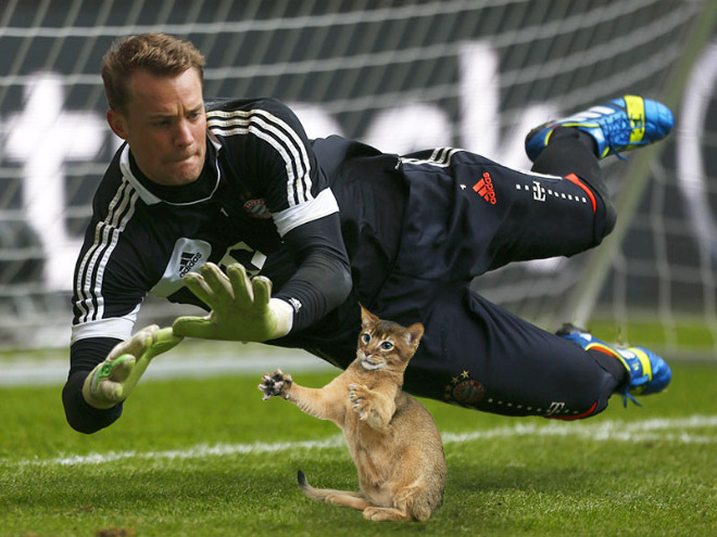 Replacing balls with cats is a great use of Photoshop.