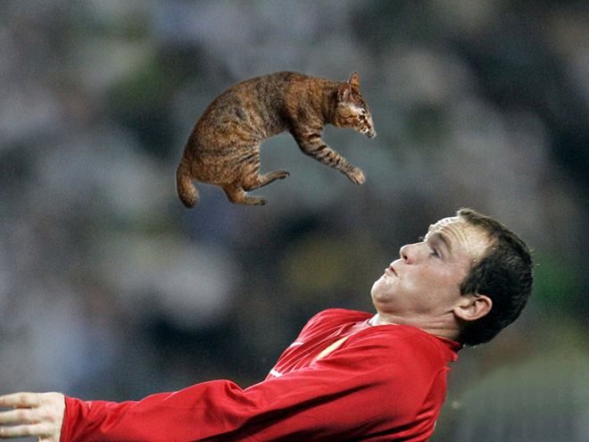 Replacing balls with cats is a great use of Photoshop.