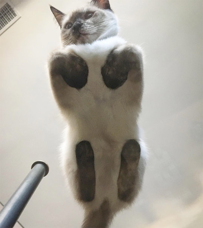 Cat on glass table.