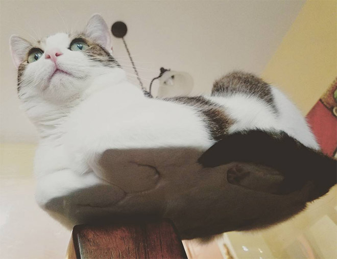 Cat on glass table.