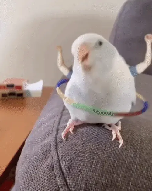Birds with human arms are hilarious!