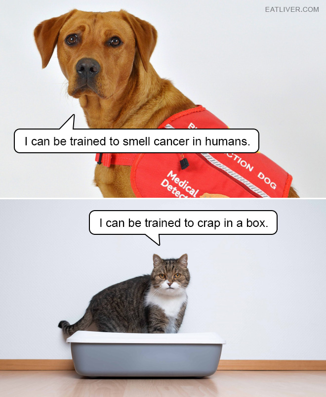 I can be trained to smell cancer in humans. I can be trained to crap in a box.