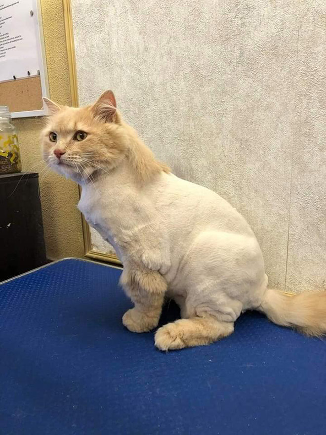 Cat mullet haircut.