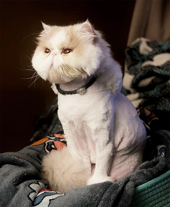 Cat mullet haircut.