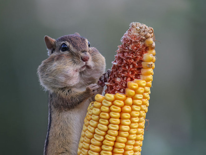 Funny picture from "Comedy Wildlife Photography Awards".