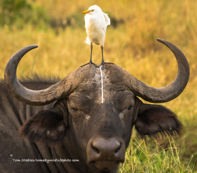 Funny picture from "Comedy Wildlife Photography Awards".