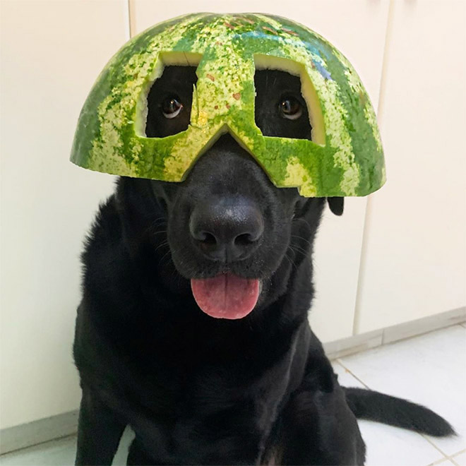 Dog wearing a watermelon helmet.