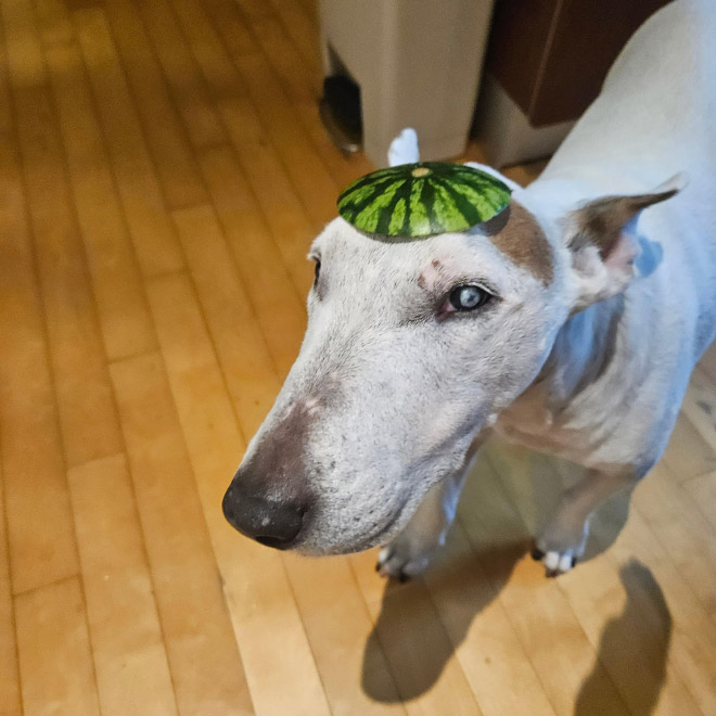 Dog wearing a watermelon helmet.