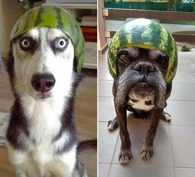 Dogs wearing watermelon helmets.
