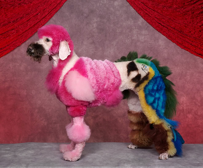 Weird and crazy dog grooming.