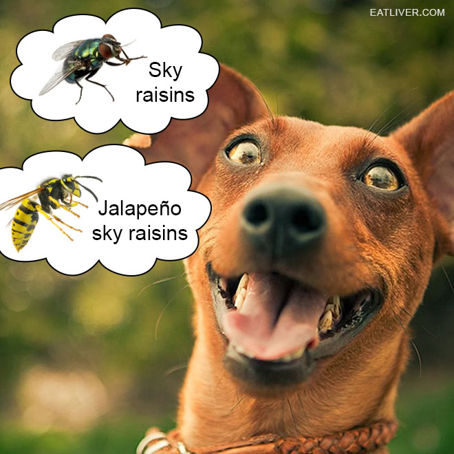 Sky raisins and jalapeño sky raisins.