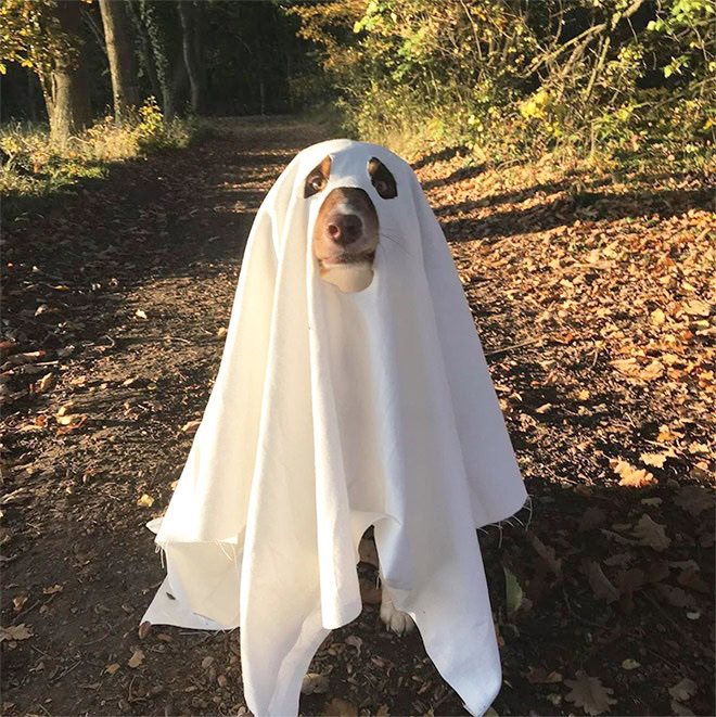 Scary dog ghost Halloween costume.