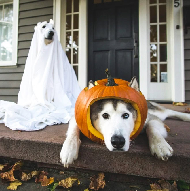 Scary dog ghost Halloween costume.