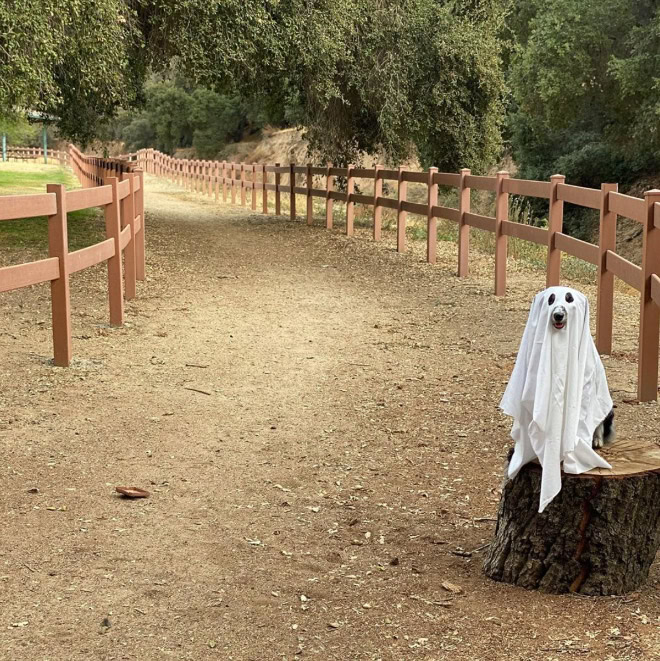 Scary dog ghost Halloween costume.