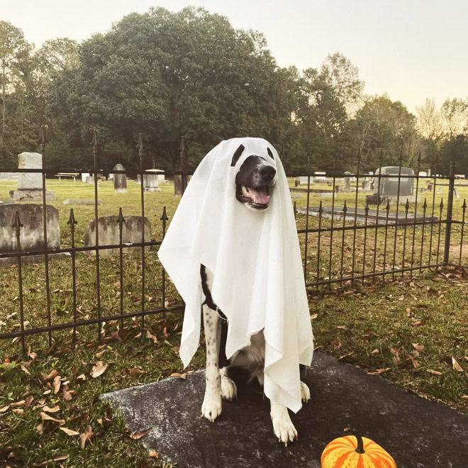 Scary dog ghost Halloween costume.