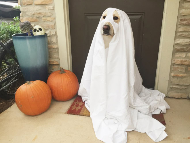 Scary dog ghost Halloween costume.