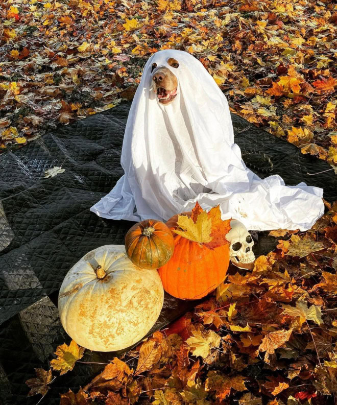 Scary dog ghost Halloween costume.