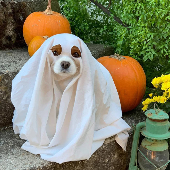 Scary dog ghost Halloween costume.