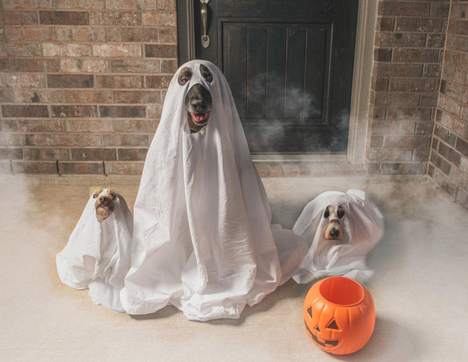 Scary dog ghost Halloween costume.