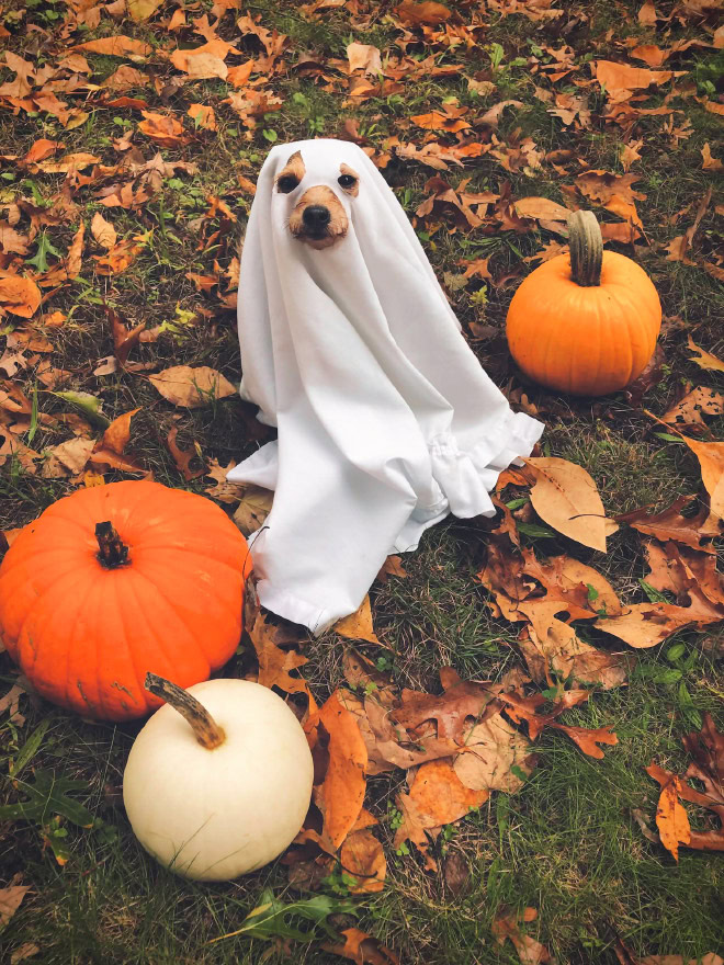 Scary dog ghost Halloween costume.