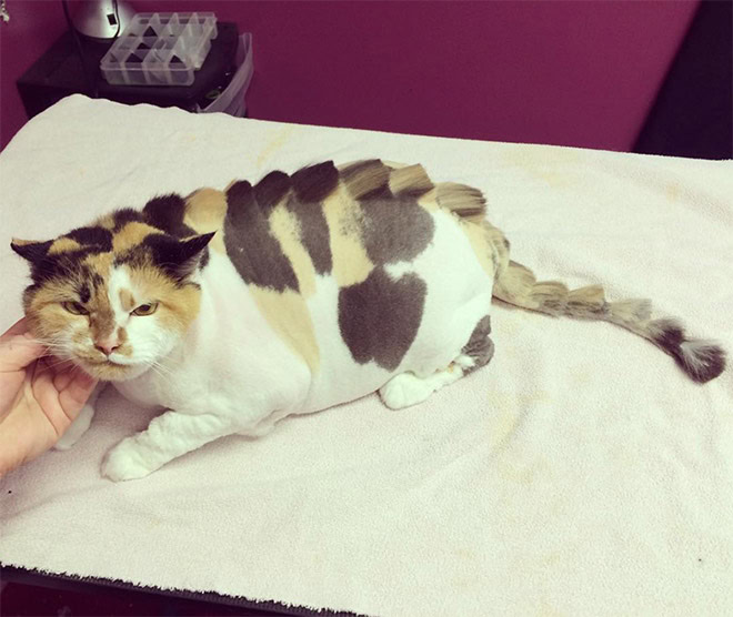 Dinosaur cat grooming.