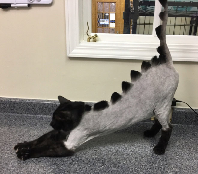 Dinosaur cat grooming.