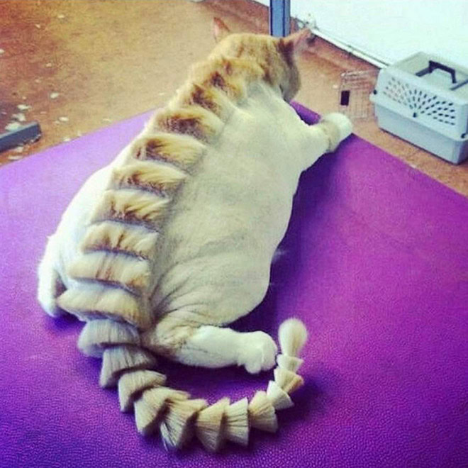 Dinosaur cat grooming.