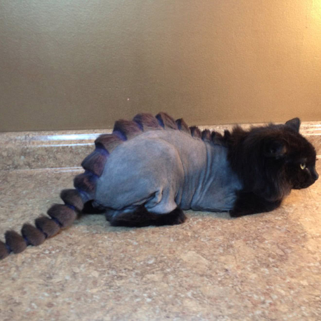 Dinosaur cat grooming.