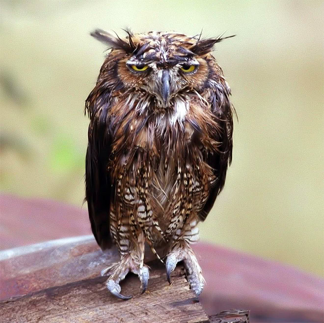 Wet owls are hilariously grumpy.