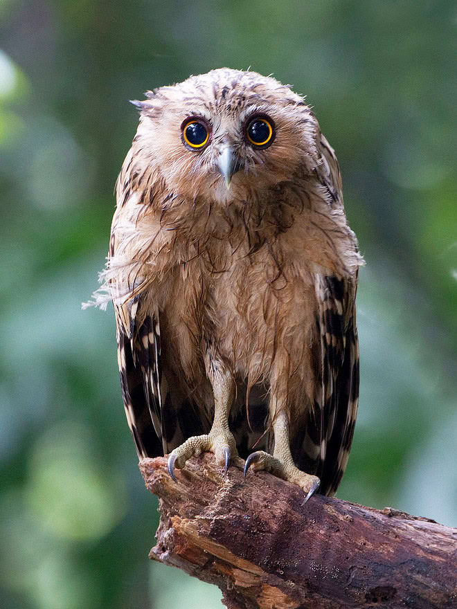 Wet owls are hilariously grumpy.